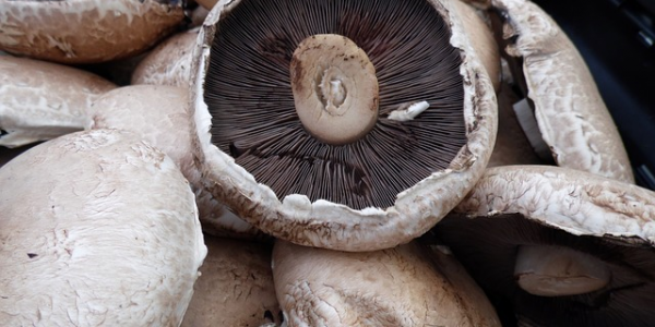 Stuffed & Sexy Portobello Mushroom Caps